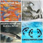 30+ Mixed Live Bluegill Fish, Goldfish, Fathead GUARANTEE ALIVE (FREE- Shipping)