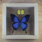 Real Framed Butterflies Large Swallowtail & Grass Yellow Butterfly