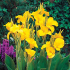 King Humbert Yellow Canna Lily  Flower Tall 50