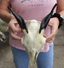 New ListingAuthentic Goat Skull with 5 inch horns from India, taxidermy # 48681