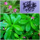 Waterleaf Seeds 100+ Surinam Spinach Jewels Of Opar Talinum Paniculatum Ceylon