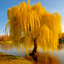 Golden Weeping Willow Tree - 24-36