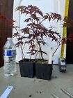 New ListingShohin Mame Japanese Maple pre bonsai #9  7 red seedlings