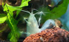 Vampire Shrimp / African Filter Shrimp / Atya gabonensis - Live Freshwater Fish