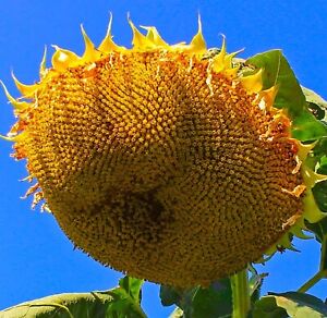 Mongolian Giant Sunflower Seeds 10 Seeds NON-GMO BUY 4 GET FREE SHIPPING