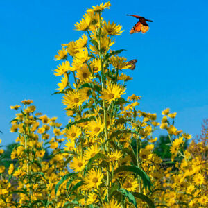 Sunflower MAXIMILIAN Perennial Flowers Butterflies Finches USA Non-GMO 100 Seeds