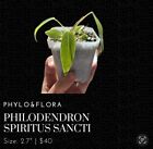 Philodendron 'Spiritus Sancti'' Houseplant | Fully Acclimated | TC