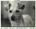 New Listing1986 Press Photo 'Odie' one-year-old spayed female dog up-for-adoption at SPCA