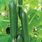 50+ Ashley Long Cucumber Seeds - HEIRLOOM - NON GMO - ORGANIC -- FRESH