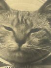 Cat Postcard Real Photo RPPC Rotograph Dressed Bonnet Don’t I Look Swagger udb