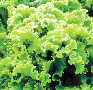 Green Ice Leaf Lettuce Seeds | NON-GMO | Heirloom | Fresh Garden Seeds