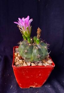 Gymnocalycium damsii v. tucovacense, cactus plant