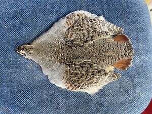 Hungarian Partridge Skin Feathers Fly Tying #1 Select Trout Salmon Pelt Wings