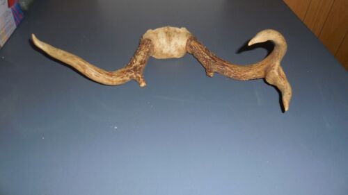 Unusual Whitetail Deer Antlers, 5 Point, Horns, Rack, Mount