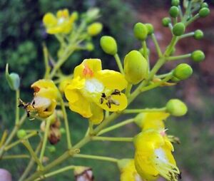 Caesalpinia sappan | Sappanwood  | Brazilwood | 5 Seeds