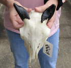 New ListingAuthentic Goat Skull with 2 inch horns from India, taxidermy # 48669