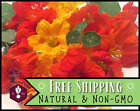 45+ Nasturtium Seeds, [Jewel Mix, Multi-Colored] Flower Garden for Pollinators