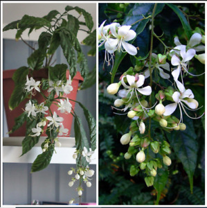 1 Well Rooted Cutting Clerodendrum Wallichii/ Bridal Veil Chains Of Glory Plant