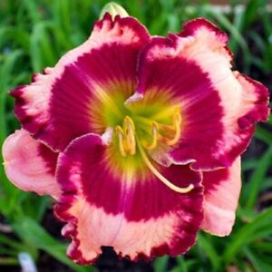 Raspberry Mountain    Daylilies 3 fans Return and multiply yearly World's Finest
