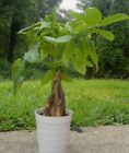 Money Tree Plant Charged Plant Braided into 1 Tree Feng Shui Plant and Good Luck