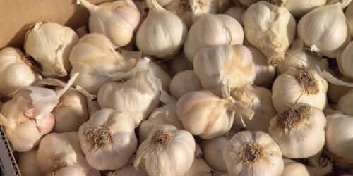 Whole Fresh Garlic Premium Quality~NON CHINA~Bulk Lots 1 3 5 10 20+ LBS PANTRY