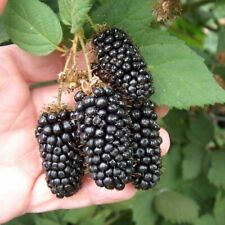 100 Pc Giant Thornless Blackberry Seeds Fruit Vegetable Seed Home Garden Plant