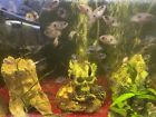 Home Raised: 3 Pack Jewel Cichlids 2-3 inch Live Aquarium Fish Fresh Water
