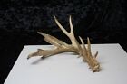 New ListingWHITETAIL ANTLER - SINGLE 803 - CABIN DECOR, PROJECTS, MAN CAVE