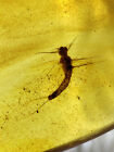 Fossil amber Insect burmite Burmese Cretaceous mayfly Insect Myanmar