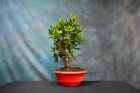 FICUS EXOTICA Pre-Bonsai Tree! Thick Trunk! Can Grow Indoors!