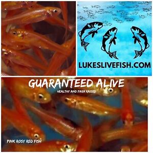 60+ Live Feeder Fish Pink Tuffies/ Rosy Reds Fathead Minnow GUARANTEE ALIVE