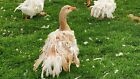 New Listing2 + 1 colored,fully curly Sebastopol Goose Hatching Eggs Last Of The Year