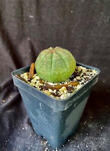 Euphorbia obesa, succulent