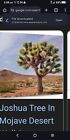 100 Fresh Mohave Desert Joshua Tree Seeds (Yucca brevifolia ) Easy To Grow