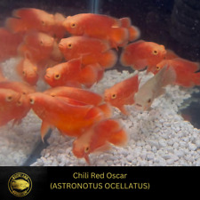 Chili Red OSCAR - ASTRONOTUS OCELLATUS  - Live Fish (3