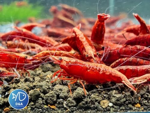 Painted Fire Red Neocaridina Shrimp-Live Freshwater  Shrimp 1/2-1 inch Pack 10+1