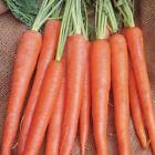 Imperator 58 Carrot Seeds 1000+ Vegetable Garden Heirloom NON-GMO FREE SHIPPING