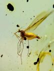 Burmese insects fossil burmite Cretaceous scorpion fly insect amber Myanmar