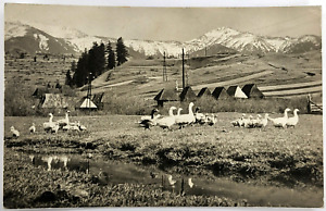 Post Card Czechoslovakia Jarni Pozrav RPPC Geese