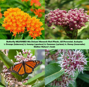 MILKWEED MIX DELUXE Perennials Monarch Butterfly Host Plant Non-GMO 100 Seeds!