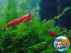 10+1 Bloody Mary - Freshwater Neocaridina Aquarium Shrimp. Live Guarantee