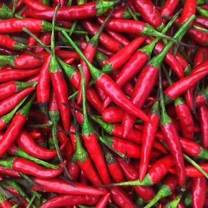 Thai Hot Pepper Seeds | Non-GMO | Free Shipping | Seed Store | 1288