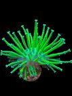 Live Coral Leather Japanese Toxic Green Willow 3/4”+ Crown