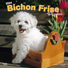 Browntrout Bichon Frise Puppies 2024 12 x 12 Wall Calendar w