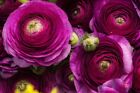 Purple Ranunculus Bulbs for Planting - (10 Bulbs)