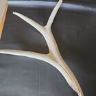 Antler -Bone Collector- Large- GREAT! - NO RESERVE!!! SEE PICS!