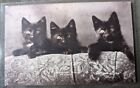 Vintage Postcard 3 Black Cats RPPC Divided Back 1908 PM