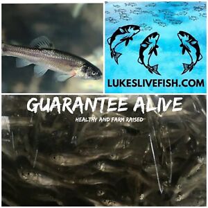200+ Live Feeder Fish Black Tuffies/Fathead GUARANTEE ALIVE(FREE  - Shipping)