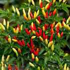 New Listing25 TABASCO PEPPER SEEDS (NON-GMO SEEDS!) ~ heirloomseedguy ~ NON-GMO ~ 2024
