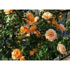 40 Orange Climbing Rose Seeds Climbing roses Peach Rose Orange Rose seeds 6